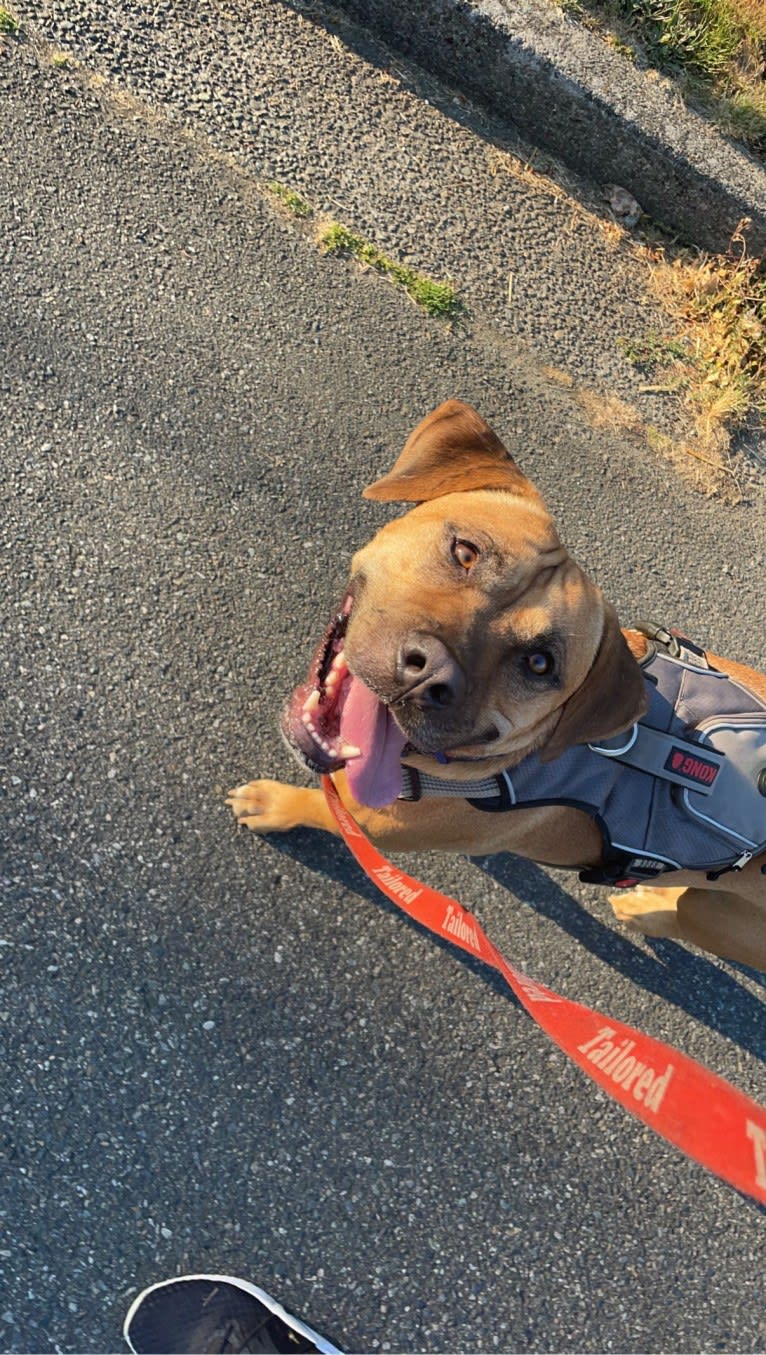 Goose, an American Pit Bull Terrier and American Staffordshire Terrier mix tested with EmbarkVet.com