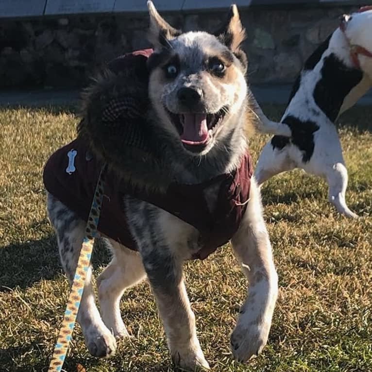 Flora, an Australian Cattle Dog and Siberian Husky mix tested with EmbarkVet.com