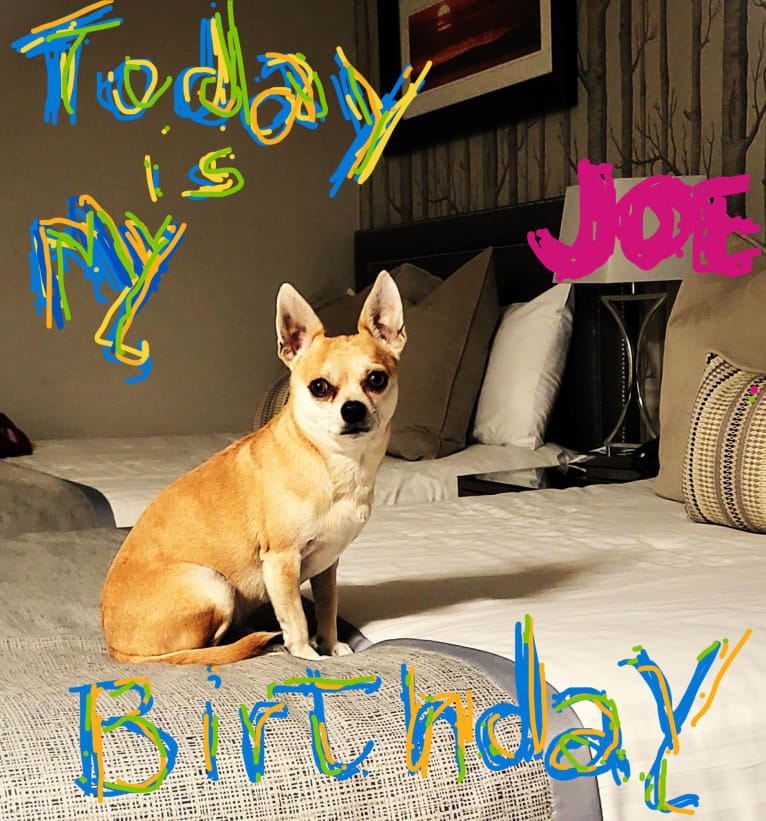 JOE, a Chihuahua and Yorkshire Terrier mix tested with EmbarkVet.com