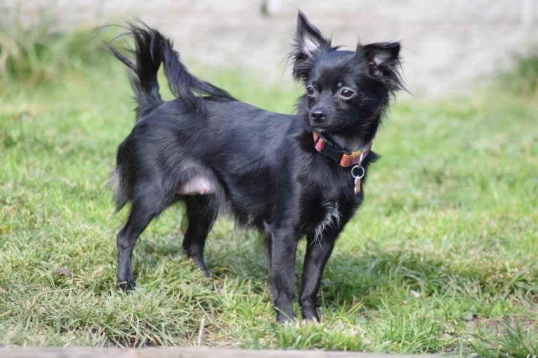 Emiliya, a Chihuahua tested with EmbarkVet.com