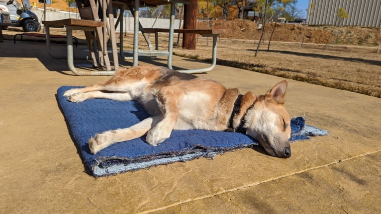 Loki, a German Shepherd Dog and Siberian Husky mix tested with EmbarkVet.com