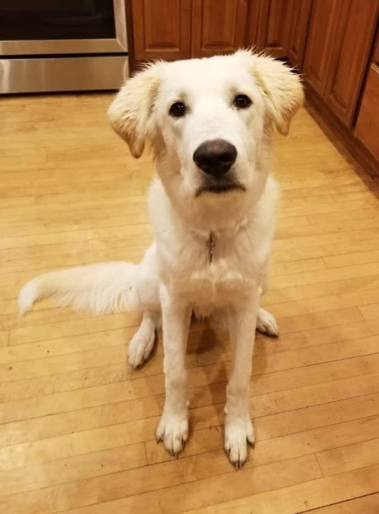 Sebastian, a Great Pyrenees and Great Dane mix tested with EmbarkVet.com