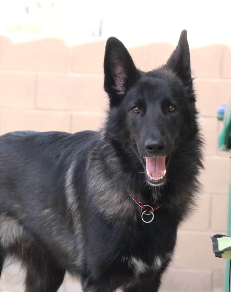 Ame, a Belgian Sheepdog and German Shepherd Dog mix tested with EmbarkVet.com