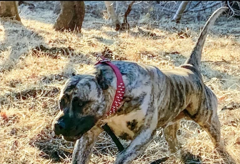 Koa, a Perro de Presa Canario tested with EmbarkVet.com