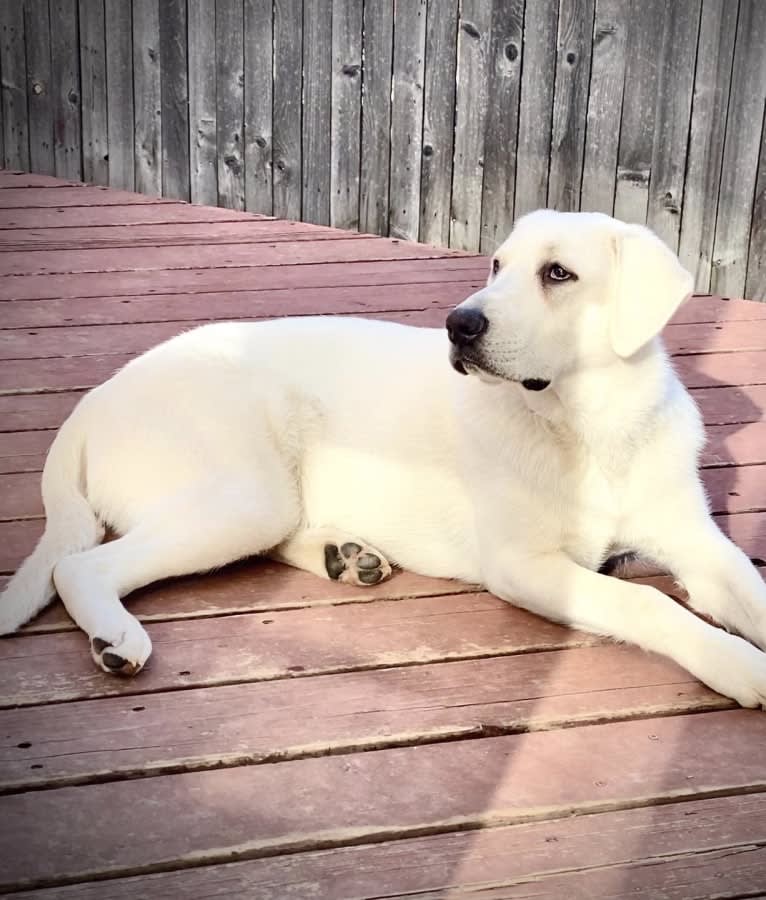 Beau, a Great Pyrenees and Golden Retriever mix tested with EmbarkVet.com