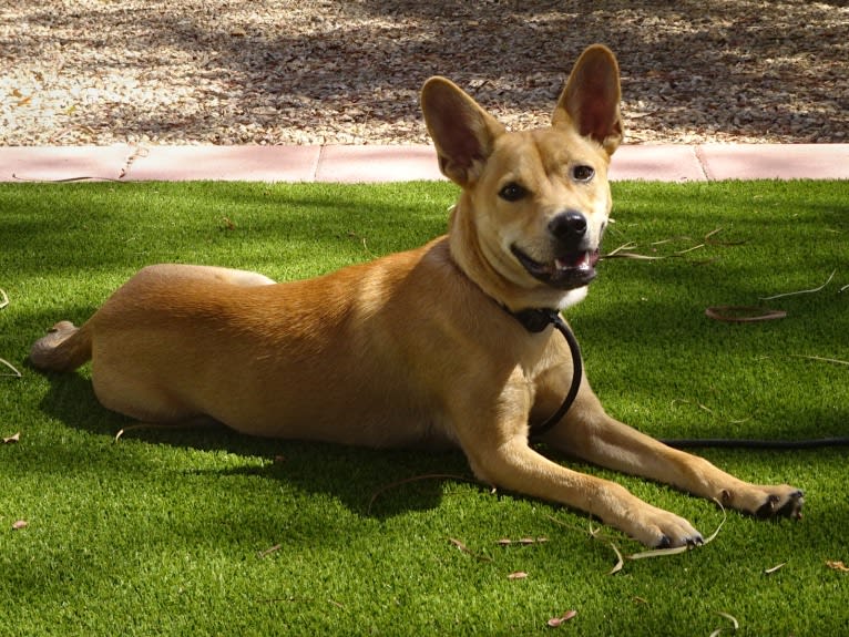 Bean, a Chow Chow and Chihuahua mix tested with EmbarkVet.com