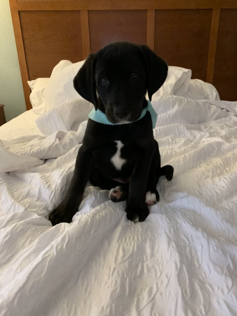 Ollie Milazzo, an American Foxhound and German Shorthaired Pointer mix tested with EmbarkVet.com