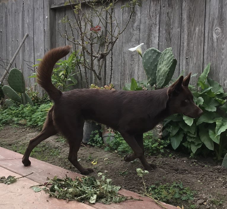 Hennessy, a Siberian Husky and Weimaraner mix tested with EmbarkVet.com