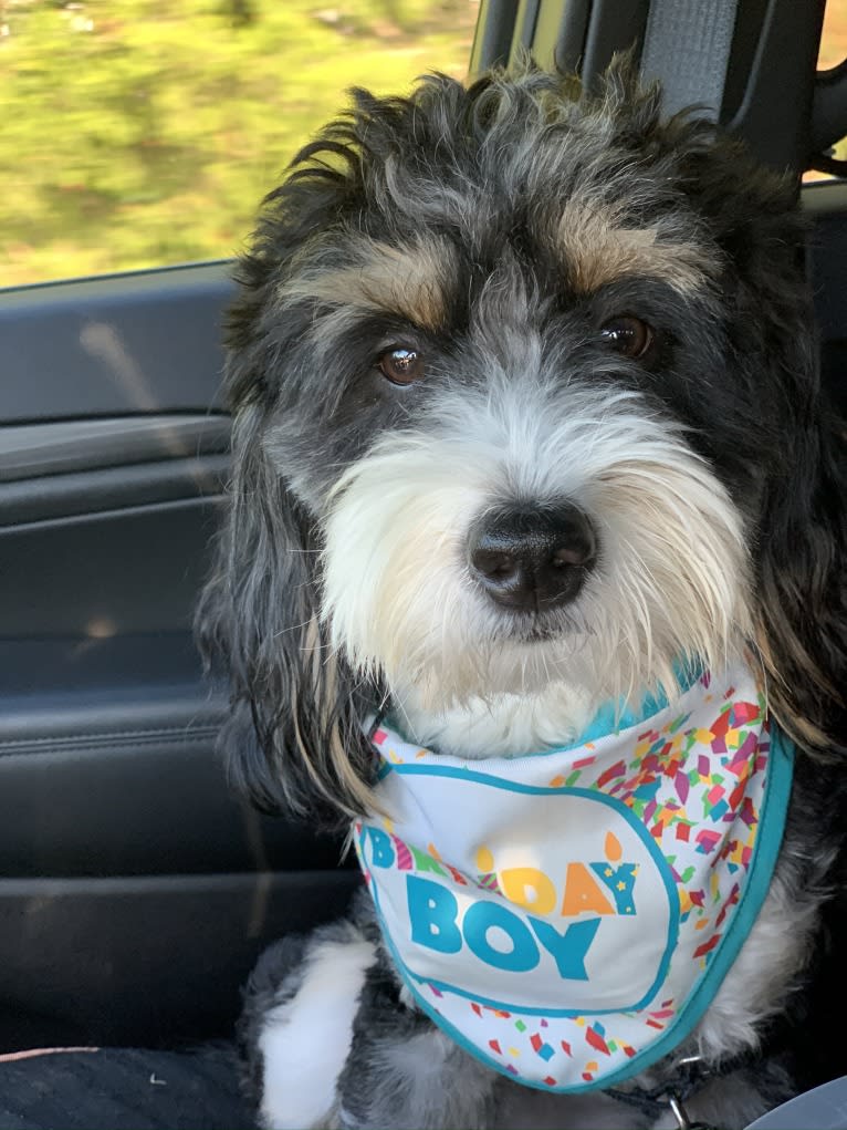 Drake, a Bernese Mountain Dog and Poodle (Small) mix tested with EmbarkVet.com