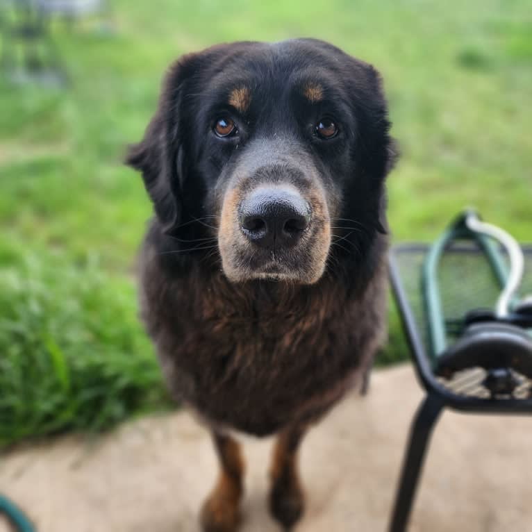 Morax, a Tibetan Mastiff and Poodle (Standard) mix tested with EmbarkVet.com