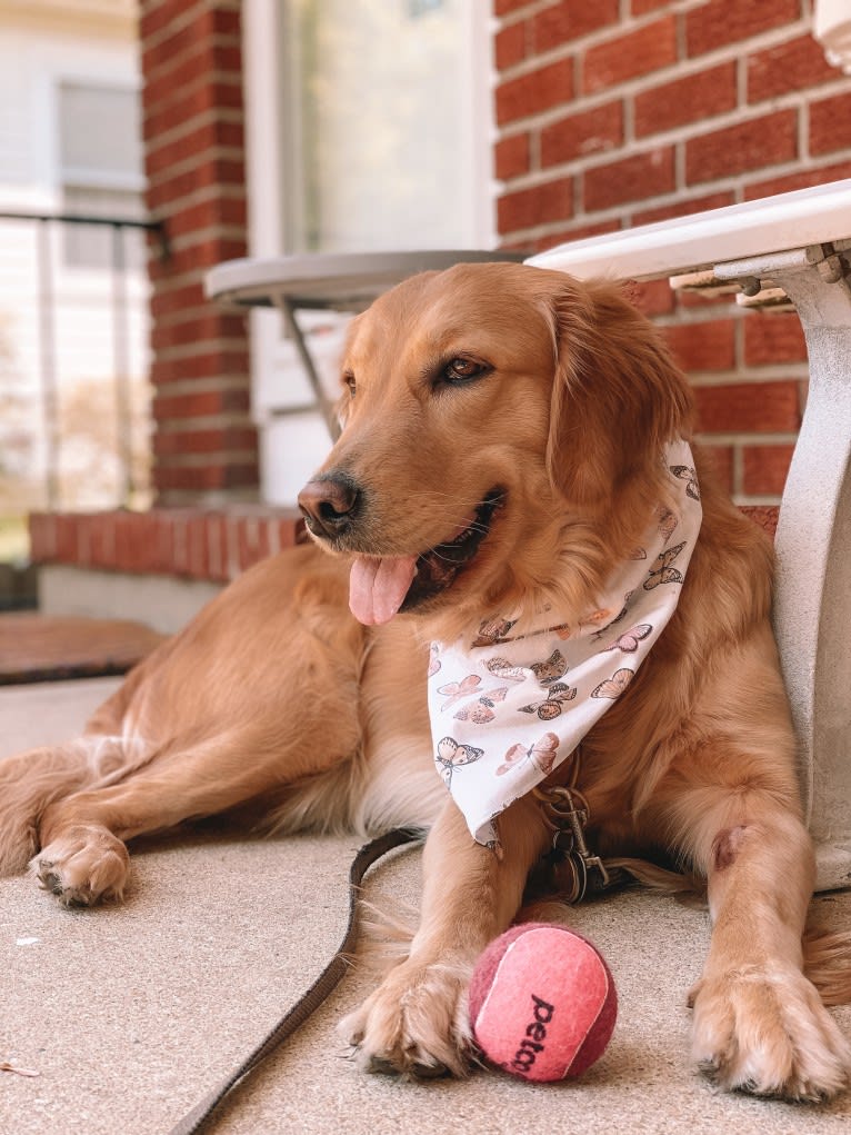 Marley, a Golden Retriever tested with EmbarkVet.com