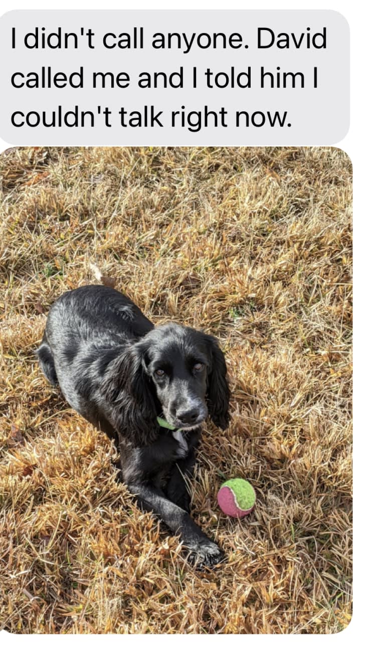 Ringo Pemoni, an English Cocker Spaniel (Working Type) tested with EmbarkVet.com