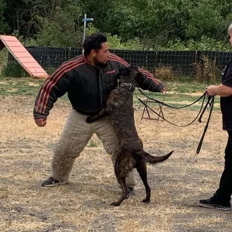 Static, a Dutch Shepherd tested with EmbarkVet.com