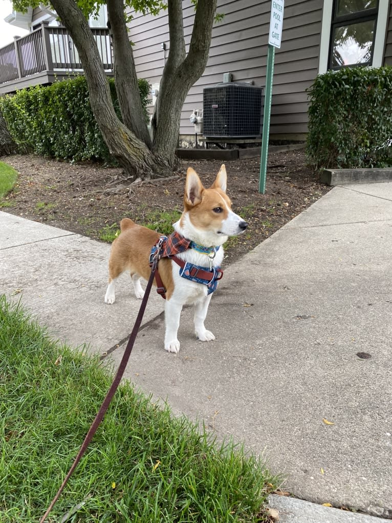 Franklin, a Pembroke Welsh Corgi tested with EmbarkVet.com