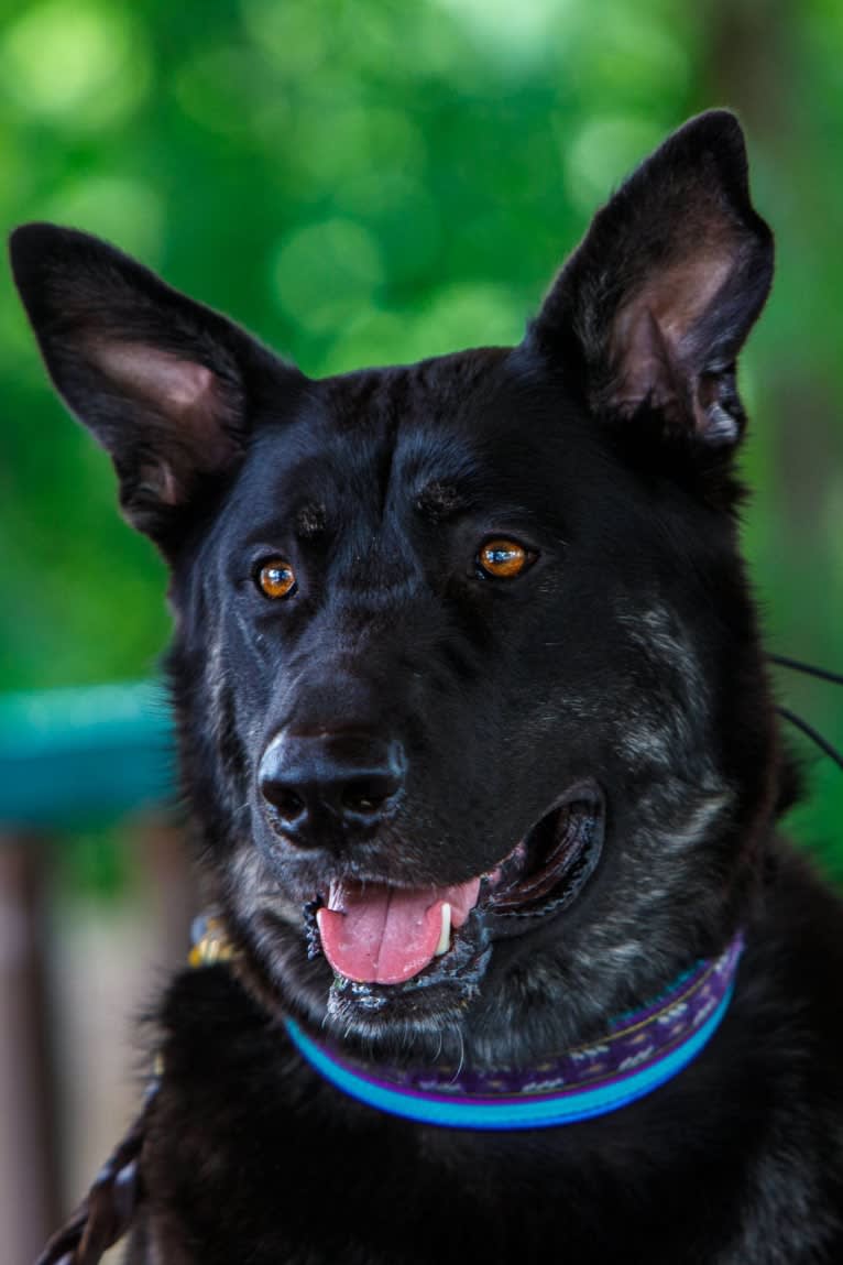 Flower's Trollius Petrusian von Rock, a German Shepherd Dog and Alaskan Malamute mix tested with EmbarkVet.com