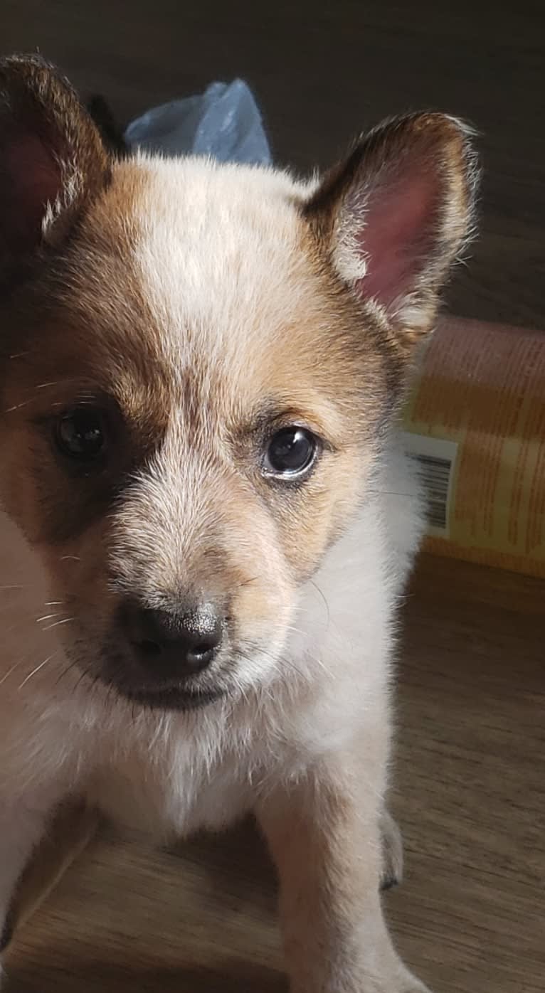 Brutus, an Australian Cattle Dog and Great Pyrenees mix tested with EmbarkVet.com