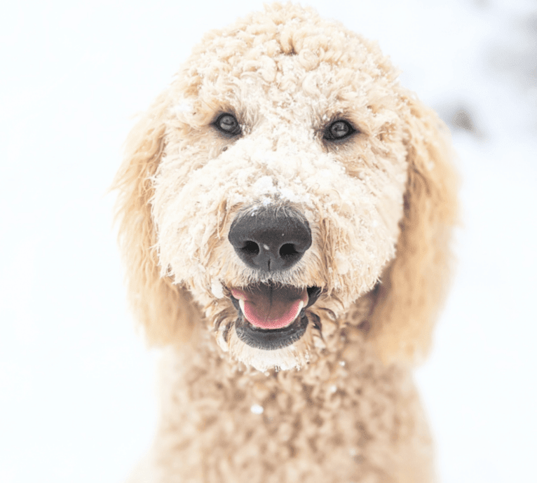 Sunny, a Goldendoodle tested with EmbarkVet.com