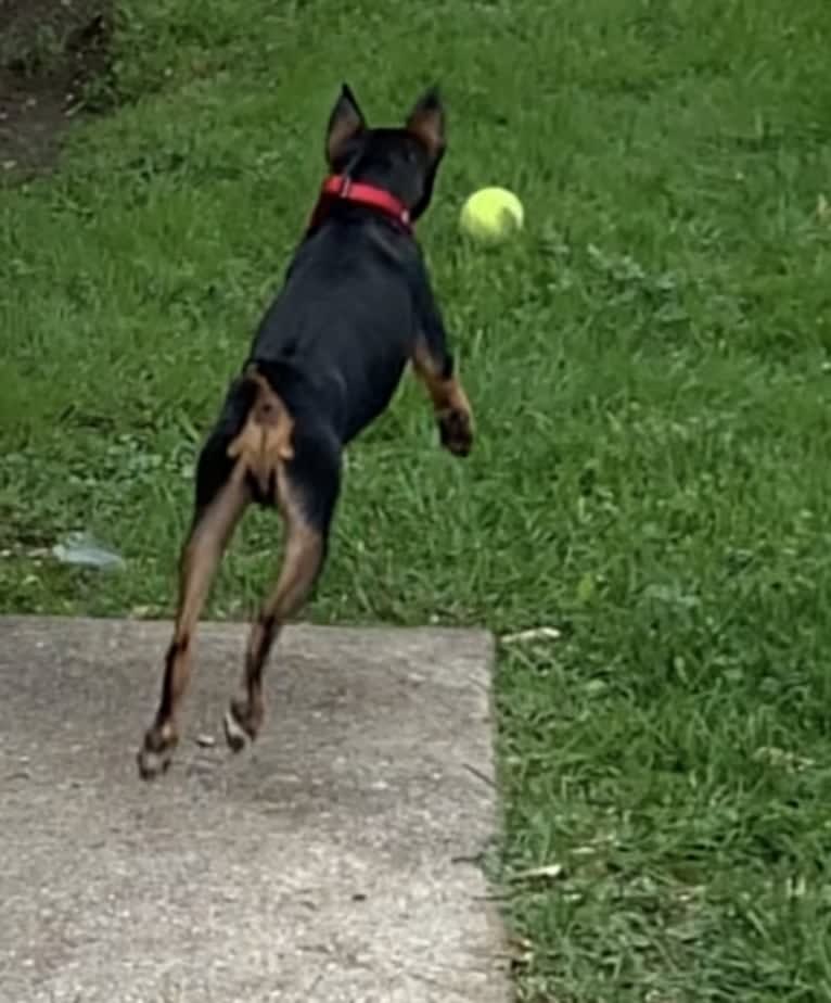 Vinny, a Miniature Pinscher tested with EmbarkVet.com