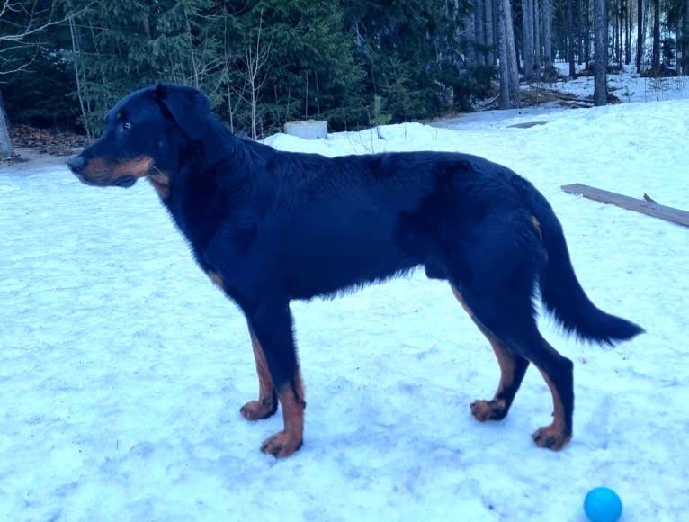 Agriper's Aaron, a Beauceron tested with EmbarkVet.com
