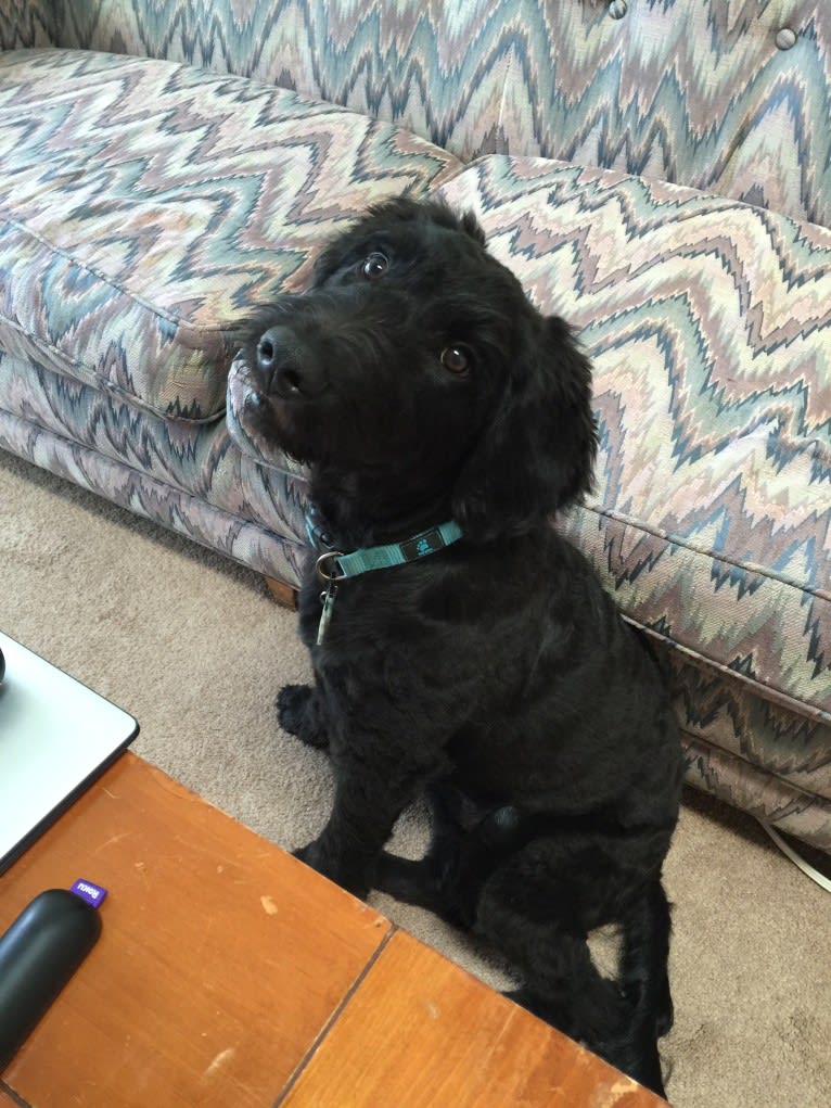 Nick, a Poodle (Standard) and Labrador Retriever mix tested with EmbarkVet.com