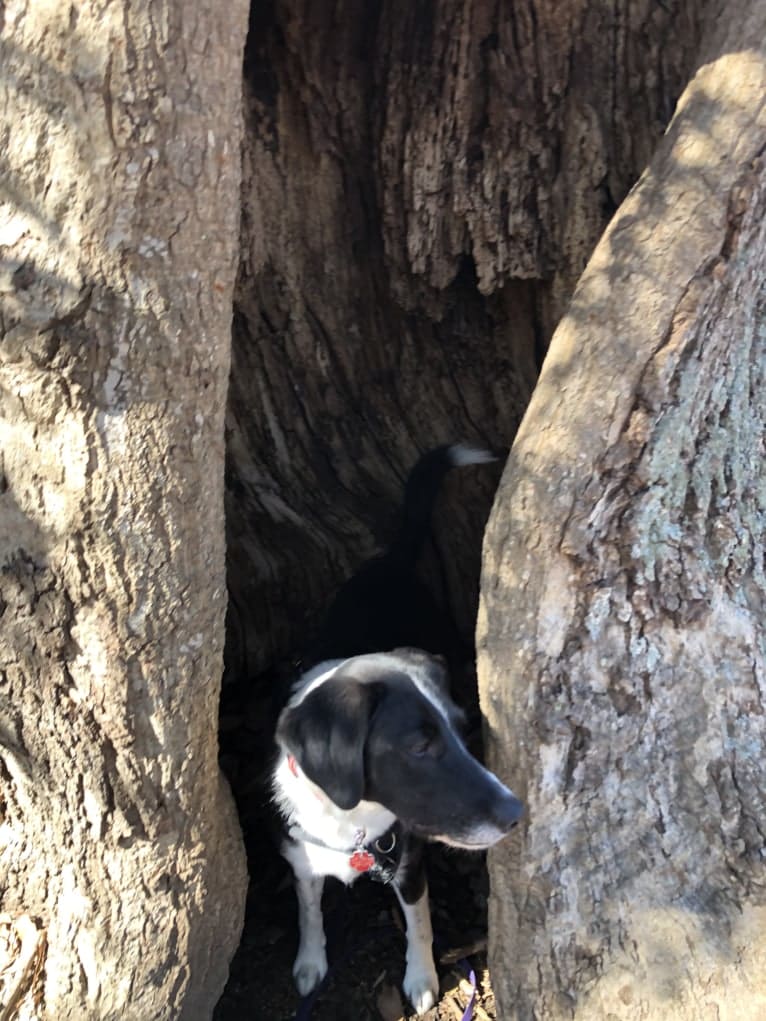 Alfie, an American Foxhound and Labrador Retriever mix tested with EmbarkVet.com