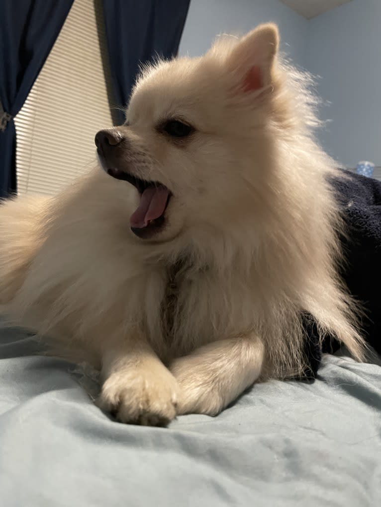 Koda, a Pomeranian tested with EmbarkVet.com