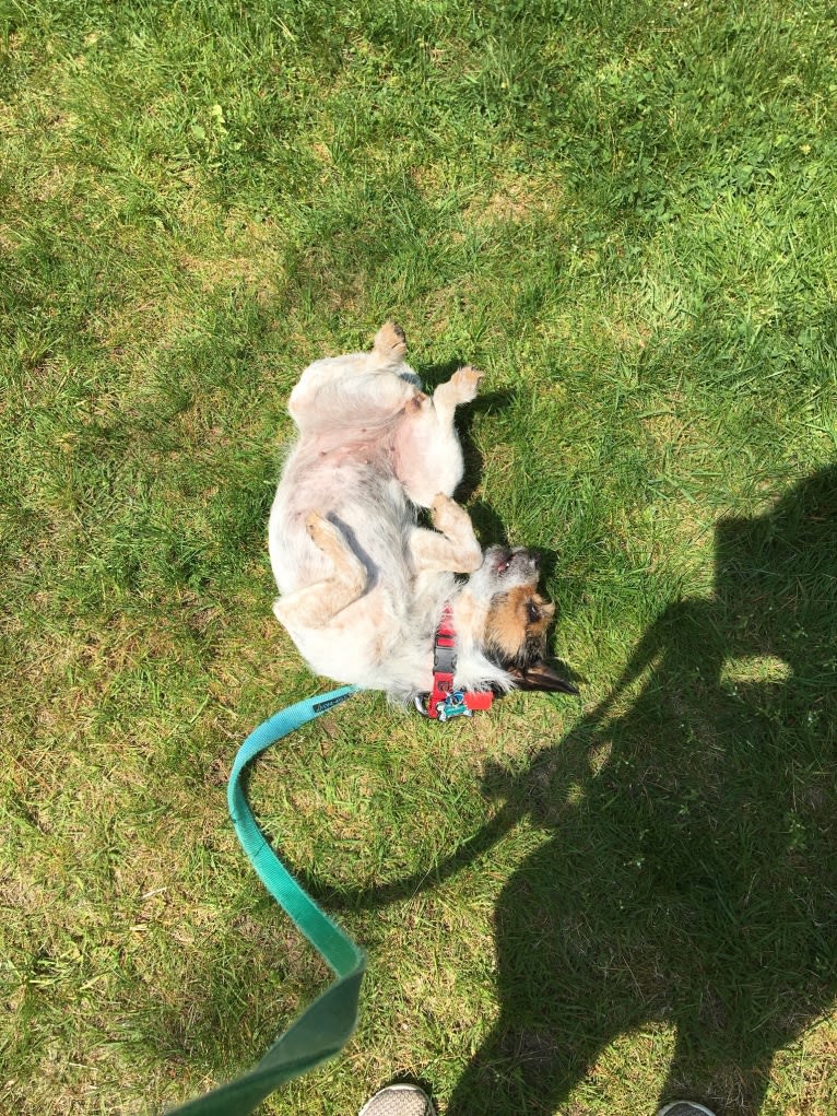 Juniper, a Chihuahua and Russell-type Terrier mix tested with EmbarkVet.com