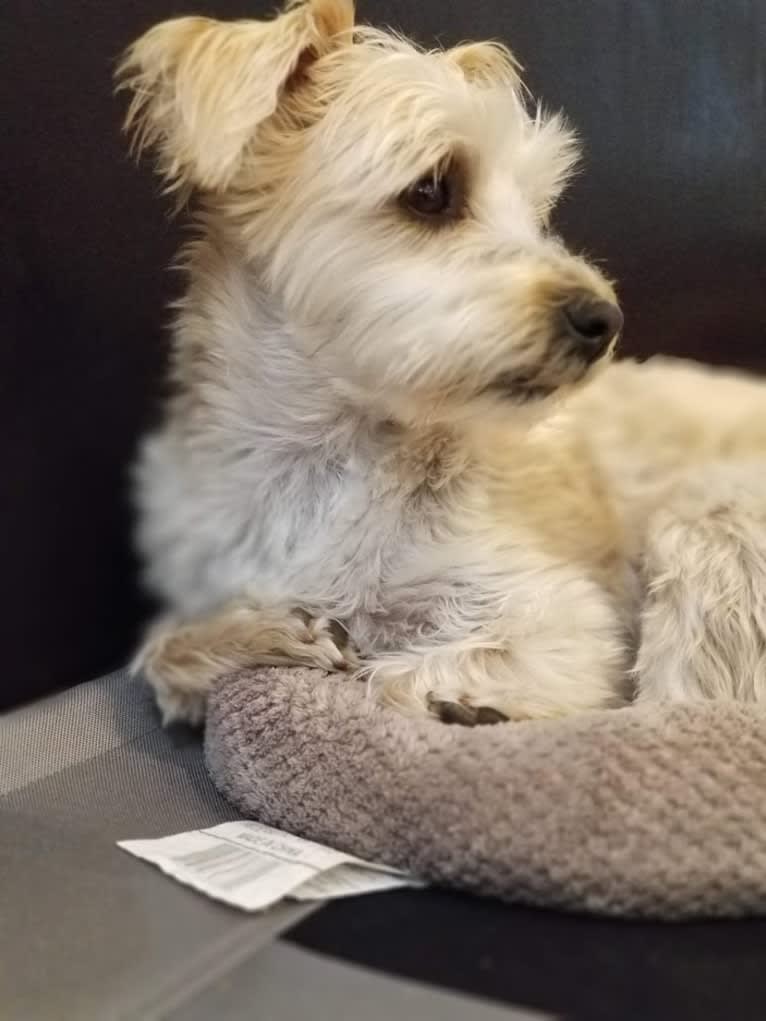 Bear, a Morkie tested with EmbarkVet.com