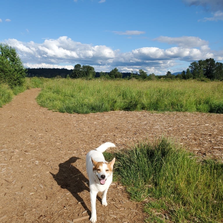 Lucy, an Australian Cattle Dog and Siberian Husky mix tested with EmbarkVet.com