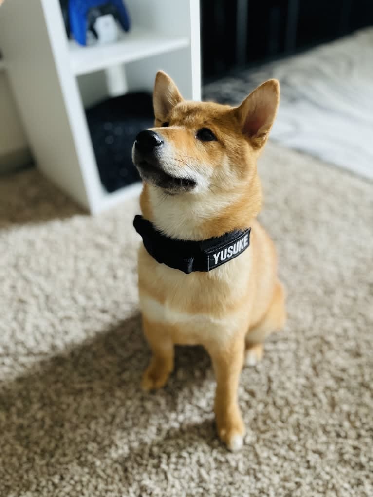 Yusuke Urameshi, a Shiba Inu tested with EmbarkVet.com