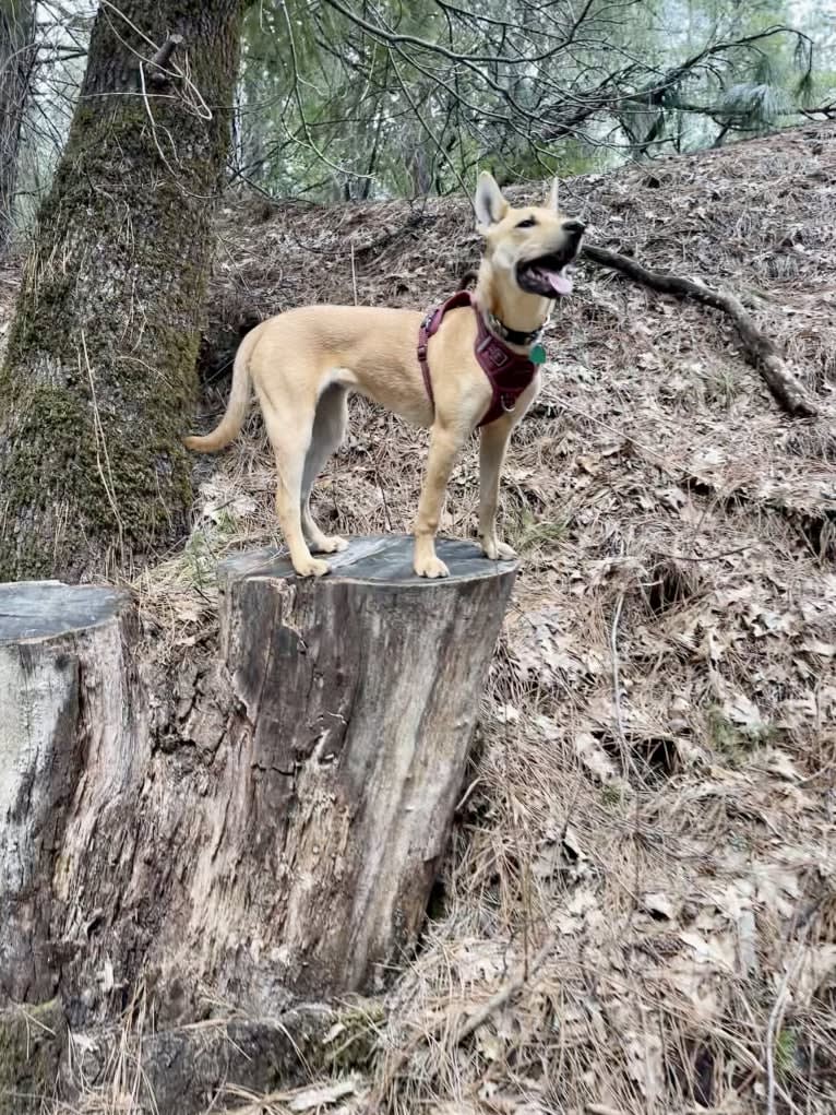 Roo, a Carolina Dog tested with EmbarkVet.com