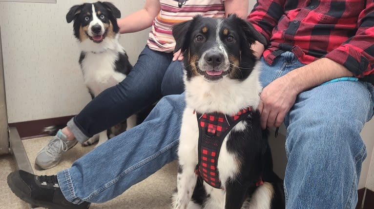 Maze, an Australian Shepherd tested with EmbarkVet.com