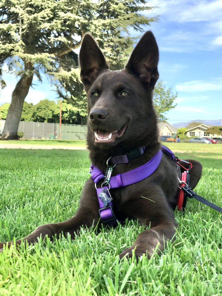 Hennessy, a Siberian Husky and Weimaraner mix tested with EmbarkVet.com