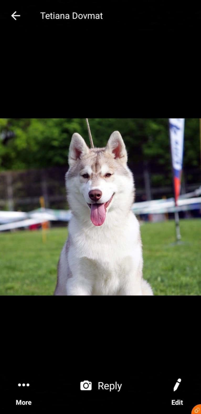 LeRoy, a Siberian Husky tested with EmbarkVet.com