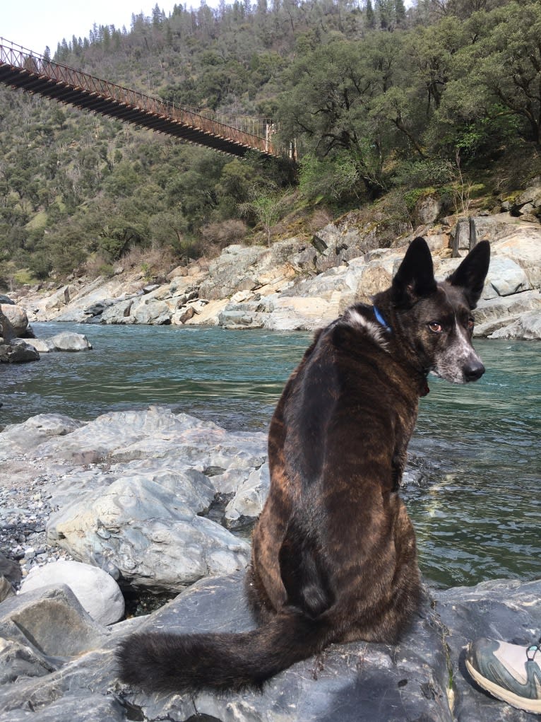 Lou, an Australian Cattle Dog and German Shepherd Dog mix tested with EmbarkVet.com