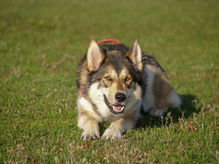 Kalen, a German Shepherd Dog and Siberian Husky mix tested with EmbarkVet.com