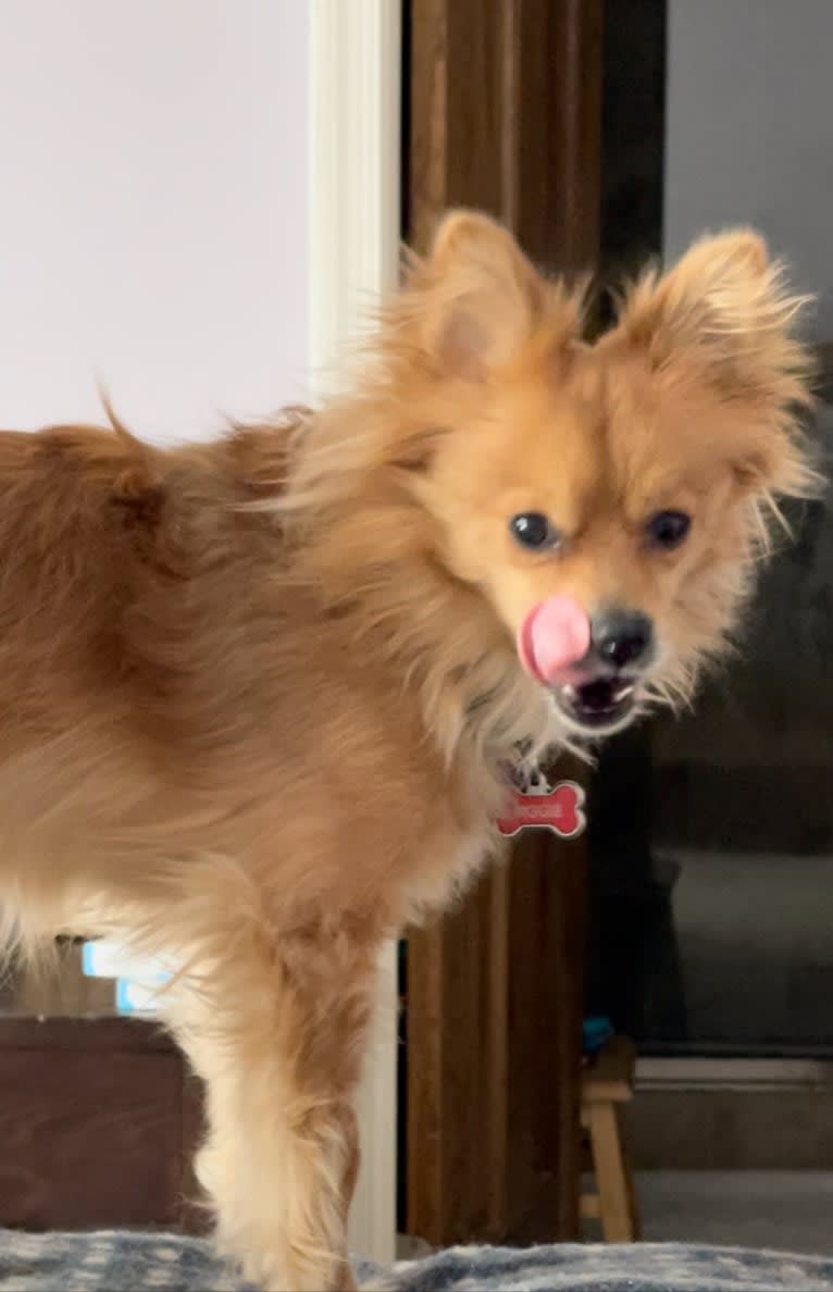 Biggie Smalls, a Pomeranian and Chihuahua mix tested with EmbarkVet.com