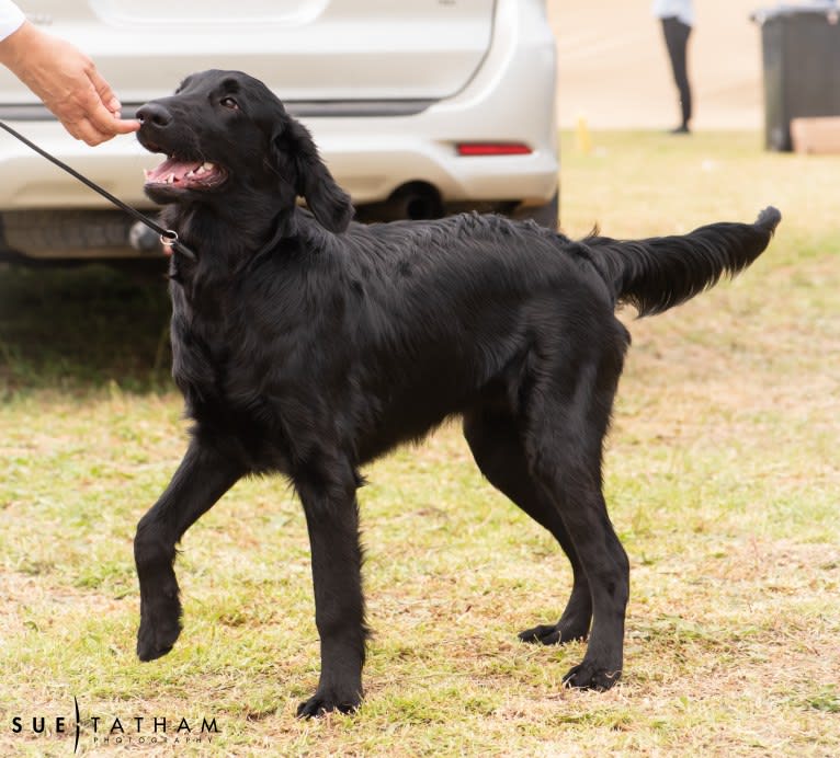 Hannah Blohm, a Flat-Coated Retriever tested with EmbarkVet.com