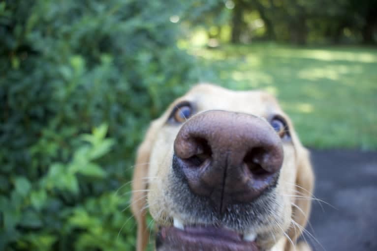 Ziggy, a Labrador Retriever tested with EmbarkVet.com