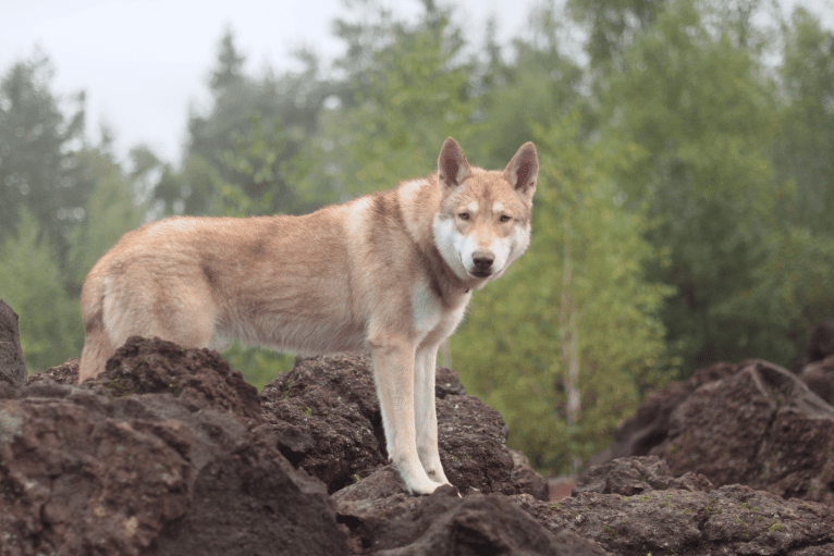 Skyrmir, a Saarloos Wolfdog tested with EmbarkVet.com
