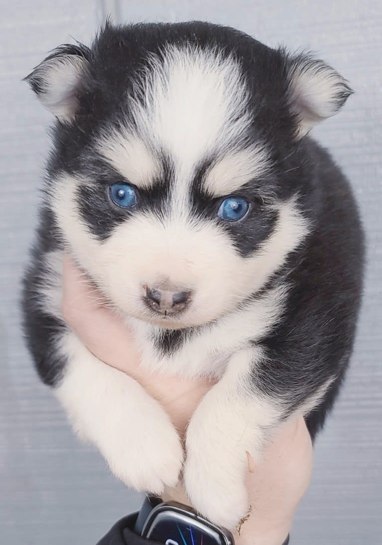 Kiro, a Pomsky tested with EmbarkVet.com