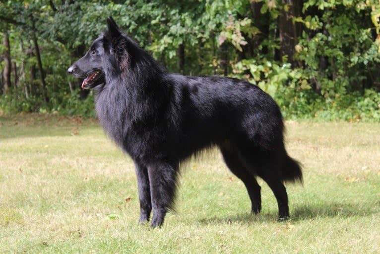 Jensen, a Belgian Shepherd tested with EmbarkVet.com