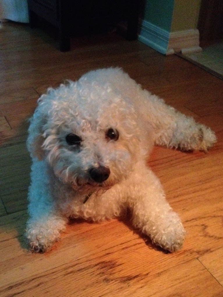 Harry, a Bichon Frise tested with EmbarkVet.com