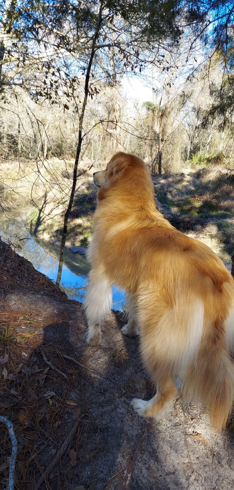 Zephyr, a Great Pyrenees and Australian Shepherd mix tested with EmbarkVet.com