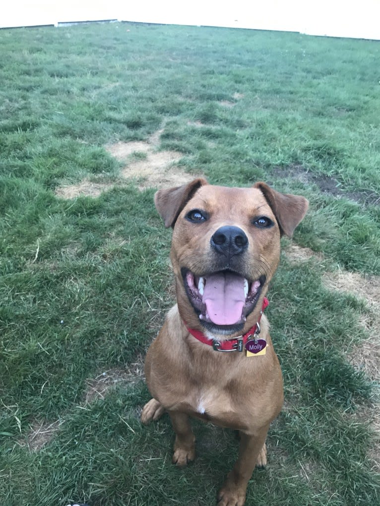 Molly, a Rottweiler and American Pit Bull Terrier mix tested with EmbarkVet.com