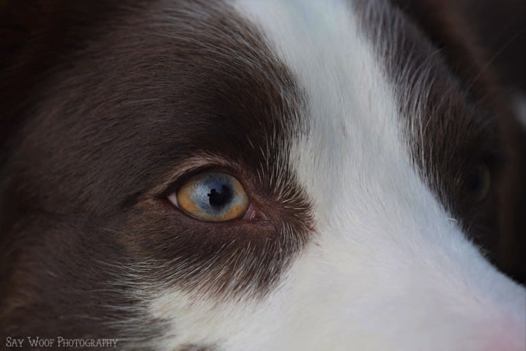 Tate, an Australian Shepherd tested with EmbarkVet.com