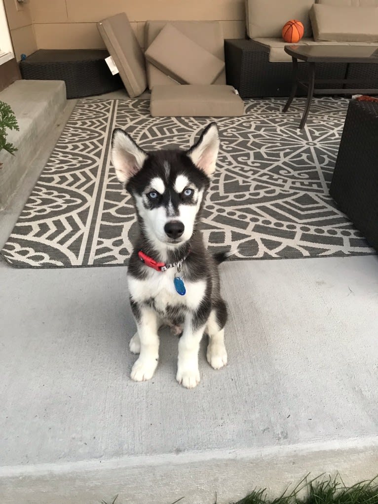 Drake Flynn, a Siberian Husky tested with EmbarkVet.com