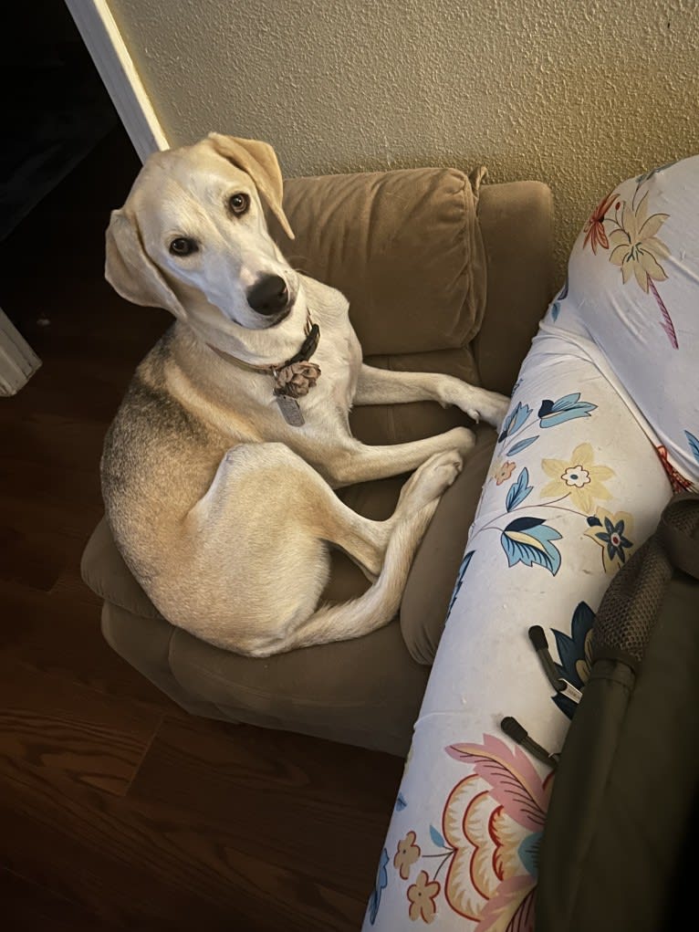 Lacie, a Basset Hound and Siberian Husky mix tested with EmbarkVet.com