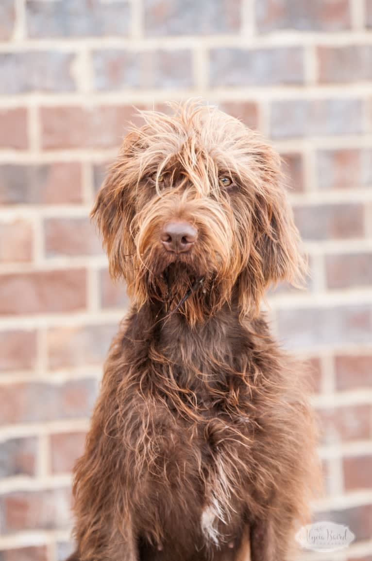 Ava, a Pudelpointer tested with EmbarkVet.com