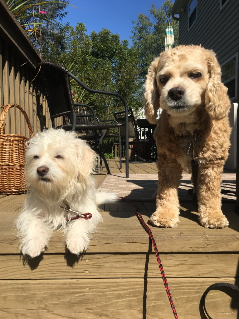 Louie, a Shih Tzu and Lhasa Apso mix tested with EmbarkVet.com